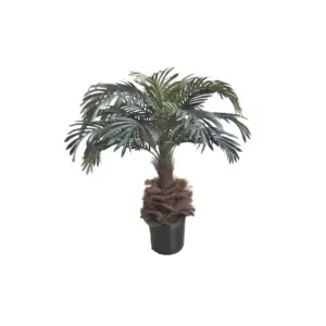 Phoenix Palm Tree