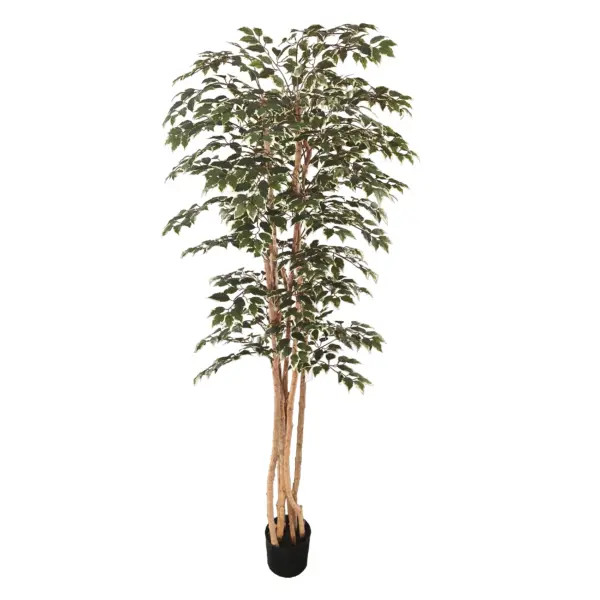 Triple Double Style Variegated Small Ficus Tree