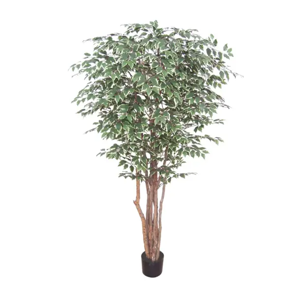 Pacific Style Variegated Small Ficus Tree