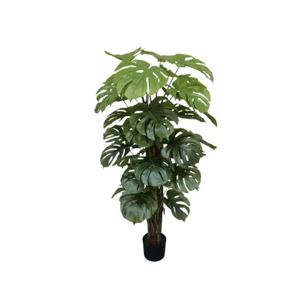 Split Philo Tree - 120 cm