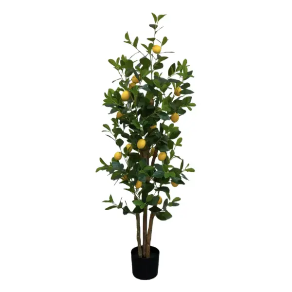Lemon Plant With 468 Leaves In Pot