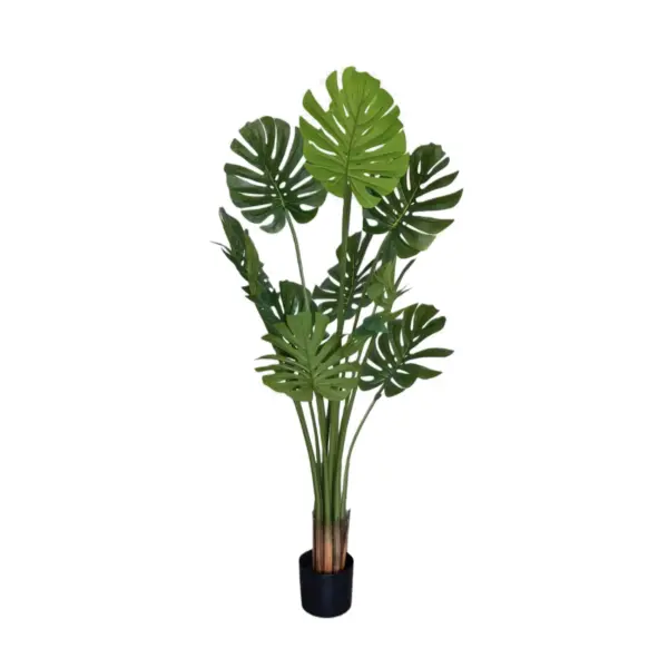 Split Philo Tree - 150 cm