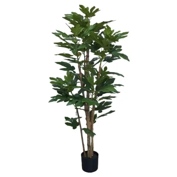 Fig Tree - 150 cm