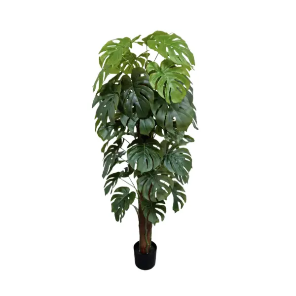 Split Philo Tree - 160 cm