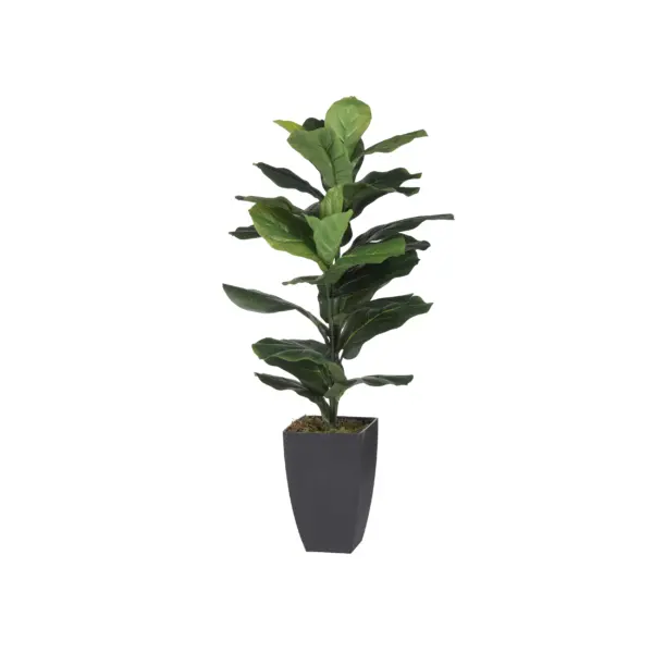 Potted Fiddle-Leaf Fig Plant (29877)