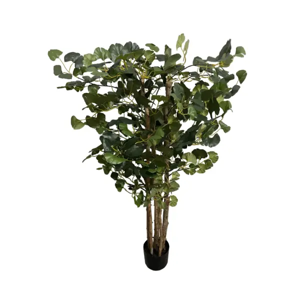 Triple Double Style Ginkgo Tree X 350 Leaves In Pot