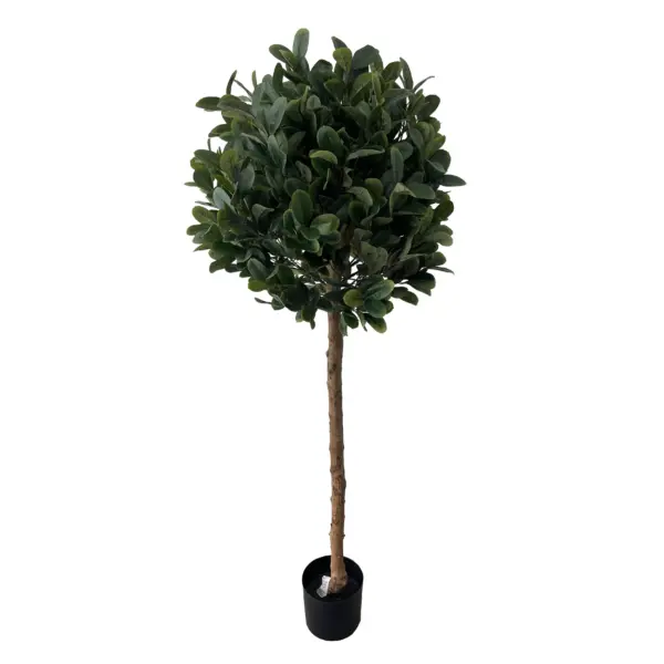 Single Trunk Topiary Style Sweet Bay Leaf Tree