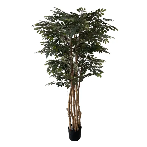 Bayan Style Huckleberry Tree - 150 cm