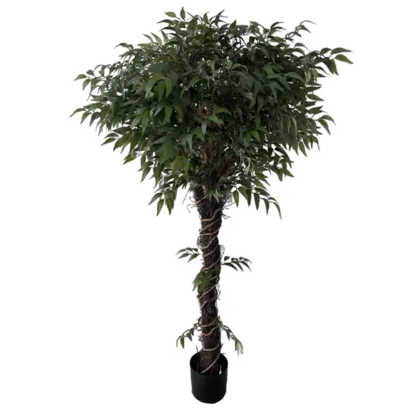 Twisted Vine Style Green Ash Tree - 150 cm
