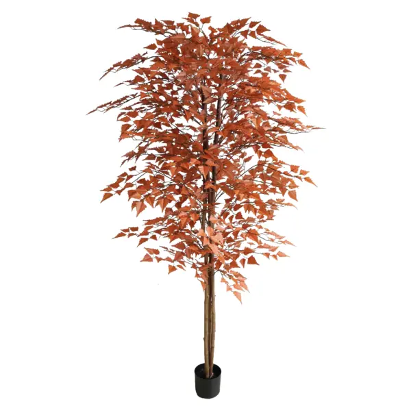 Regular Style Red Birch Tree