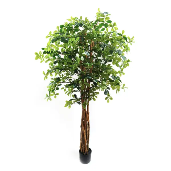 Natural Touch Germany Style Black Olive Tree