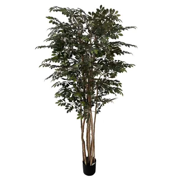 Bayan Style Huckleberry Tree - 180 cm