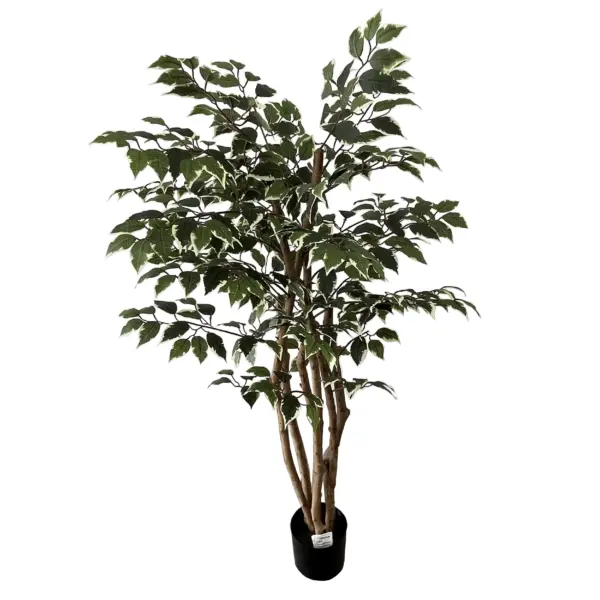 Triple Double Style Small Variegated Ficus Tree