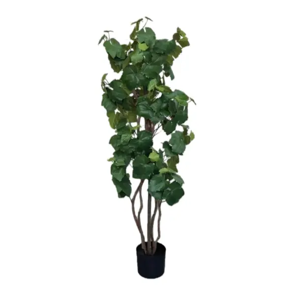 French Grape with Tree